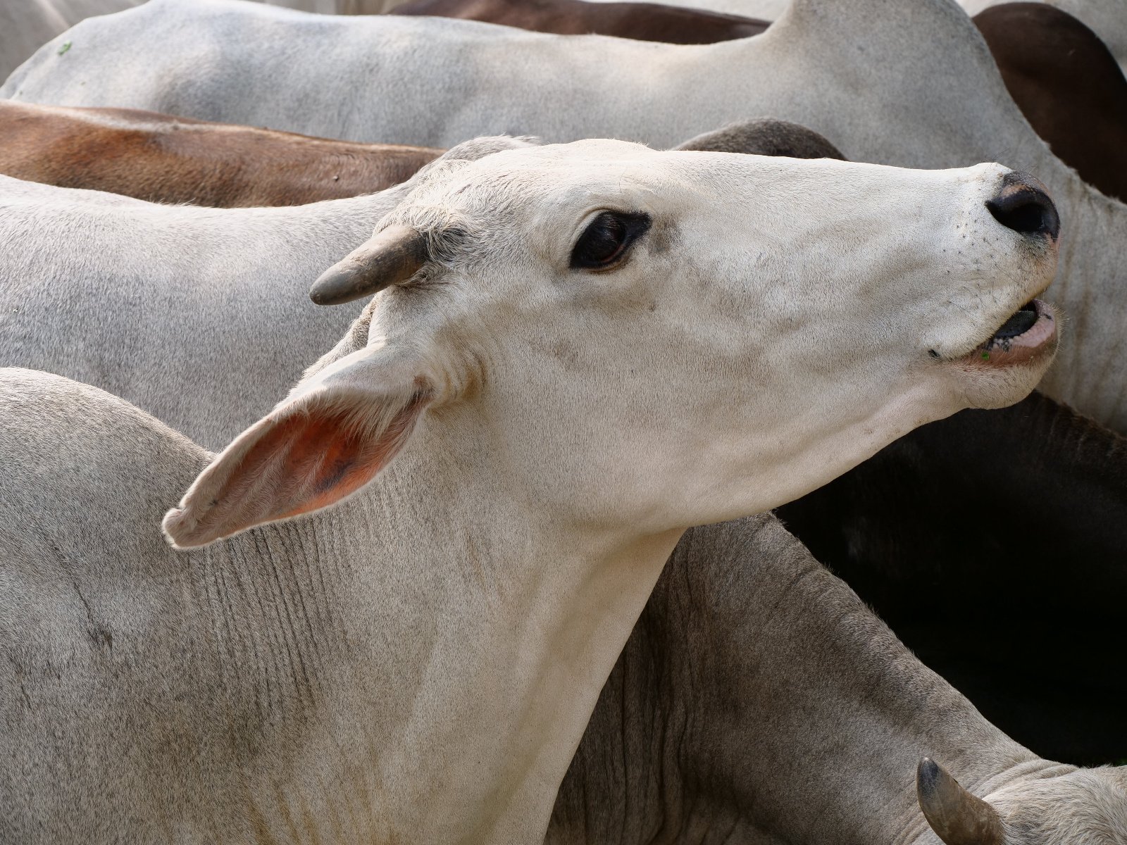  227 Gopashtami Radha kunda Govardhan 19.11.04
